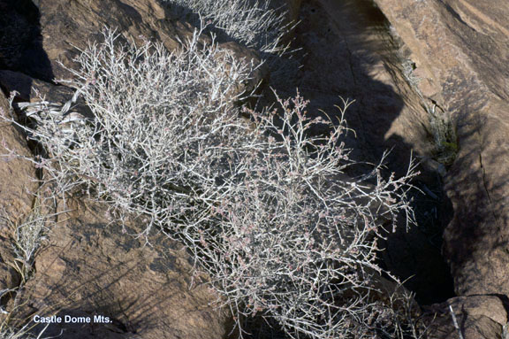 Eriogonum fasciculatum v.polifolium
